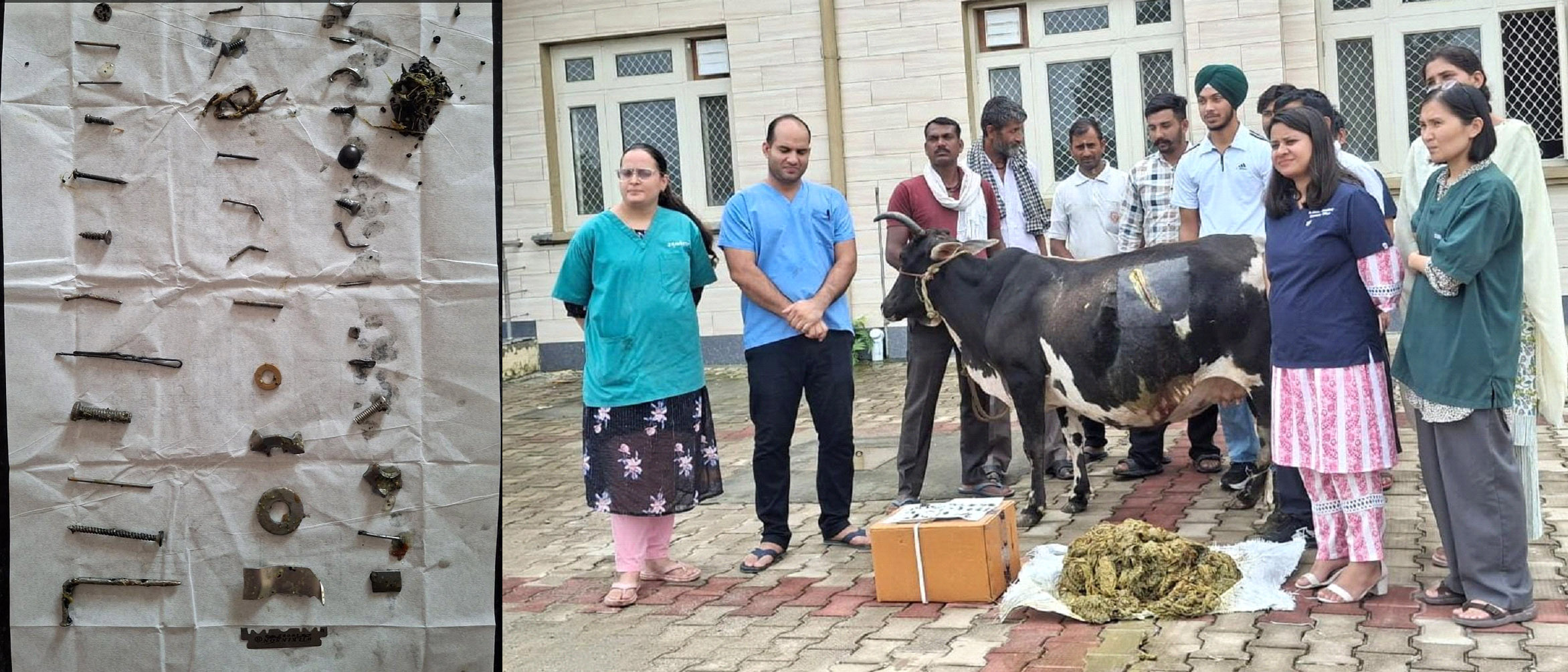 जोनल पशु चिकित्सालय बरनोह में गर्भवती गाय का हुआ सफलतापूर्वक ऑप्रेशन, पेट से  निकाला 28 किलो प्लास्टिक सहित 41 कीलें